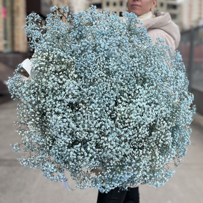 51 голубая гипсофила